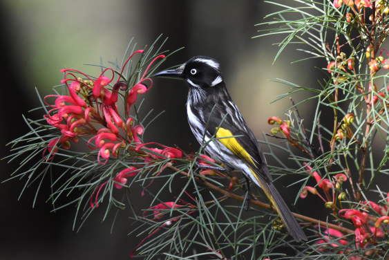 黃翅澳吸蜜鳥 (Phylidonyris novaehollandiae) 以銀樺樹 (Grevillea wilsonii) 為食。西澳洲獨有的銀樺樹正是黃翅澳吸蜜鳥最喜歡的食物。圖片攝影：Gerald Allen (麥考利資料庫 271643651)。